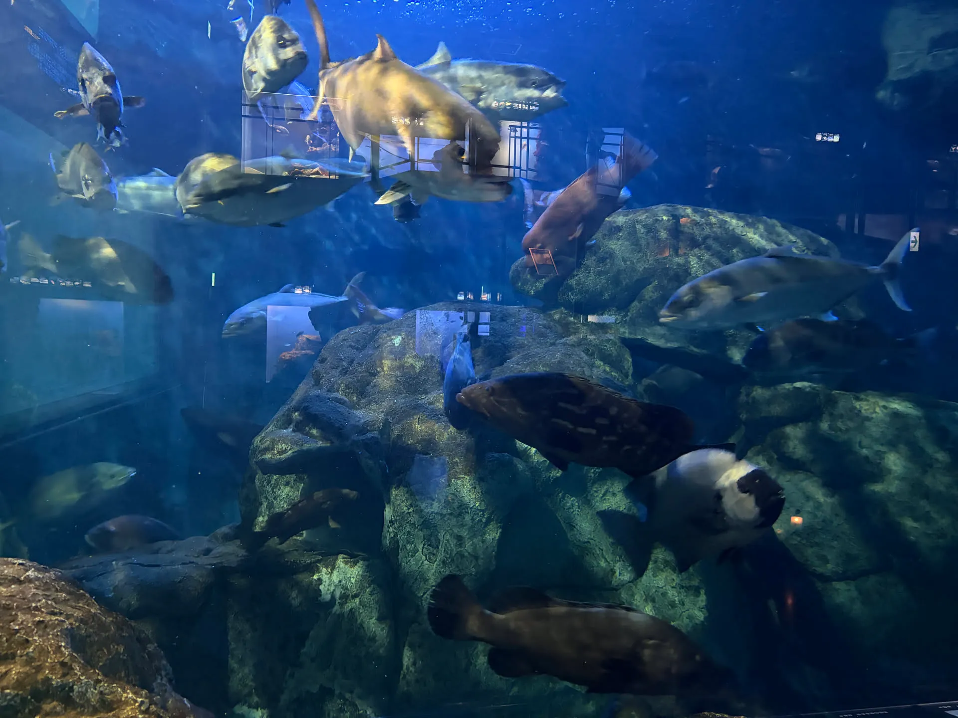 aquarium 1