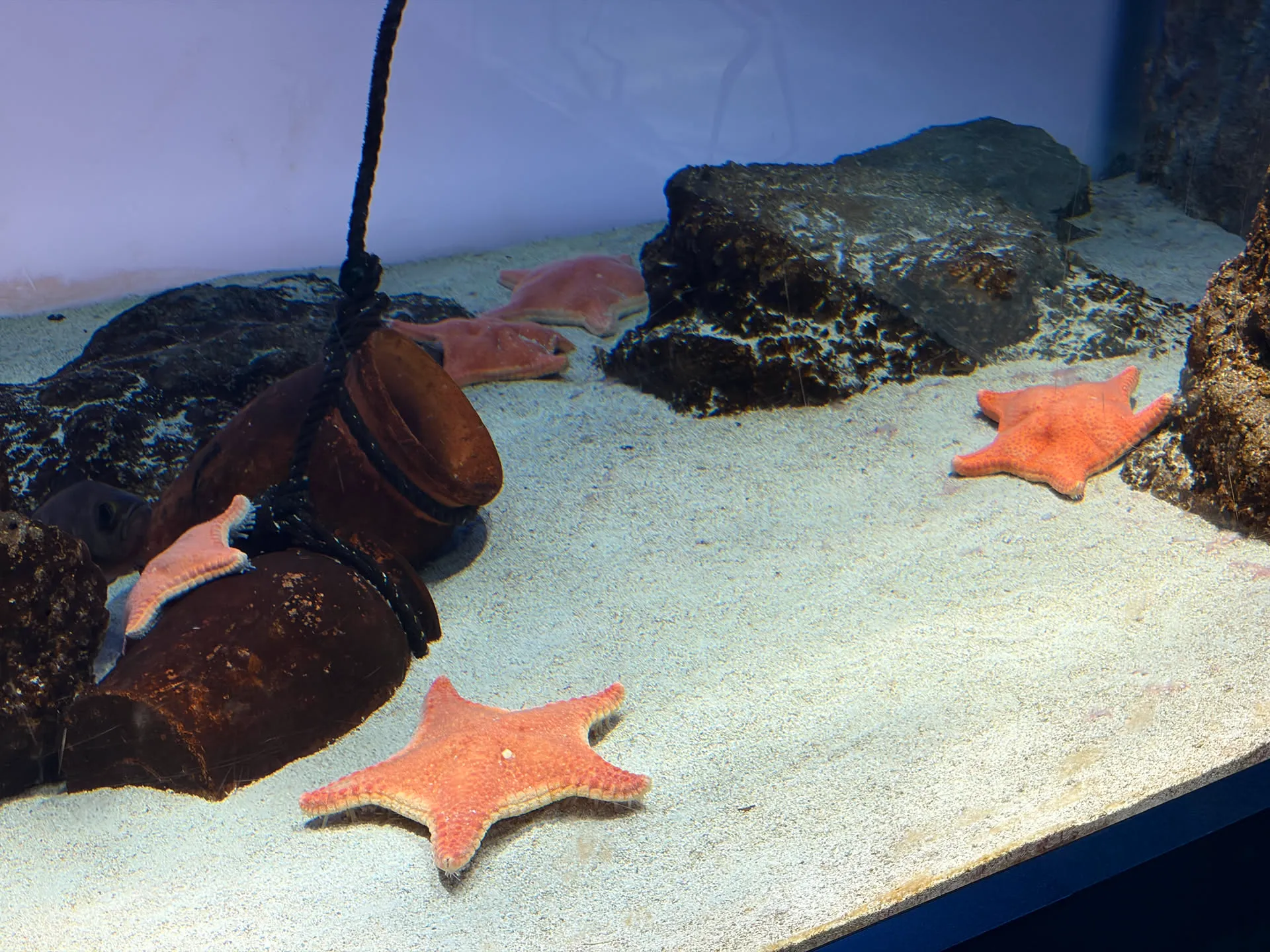 aquarium 4