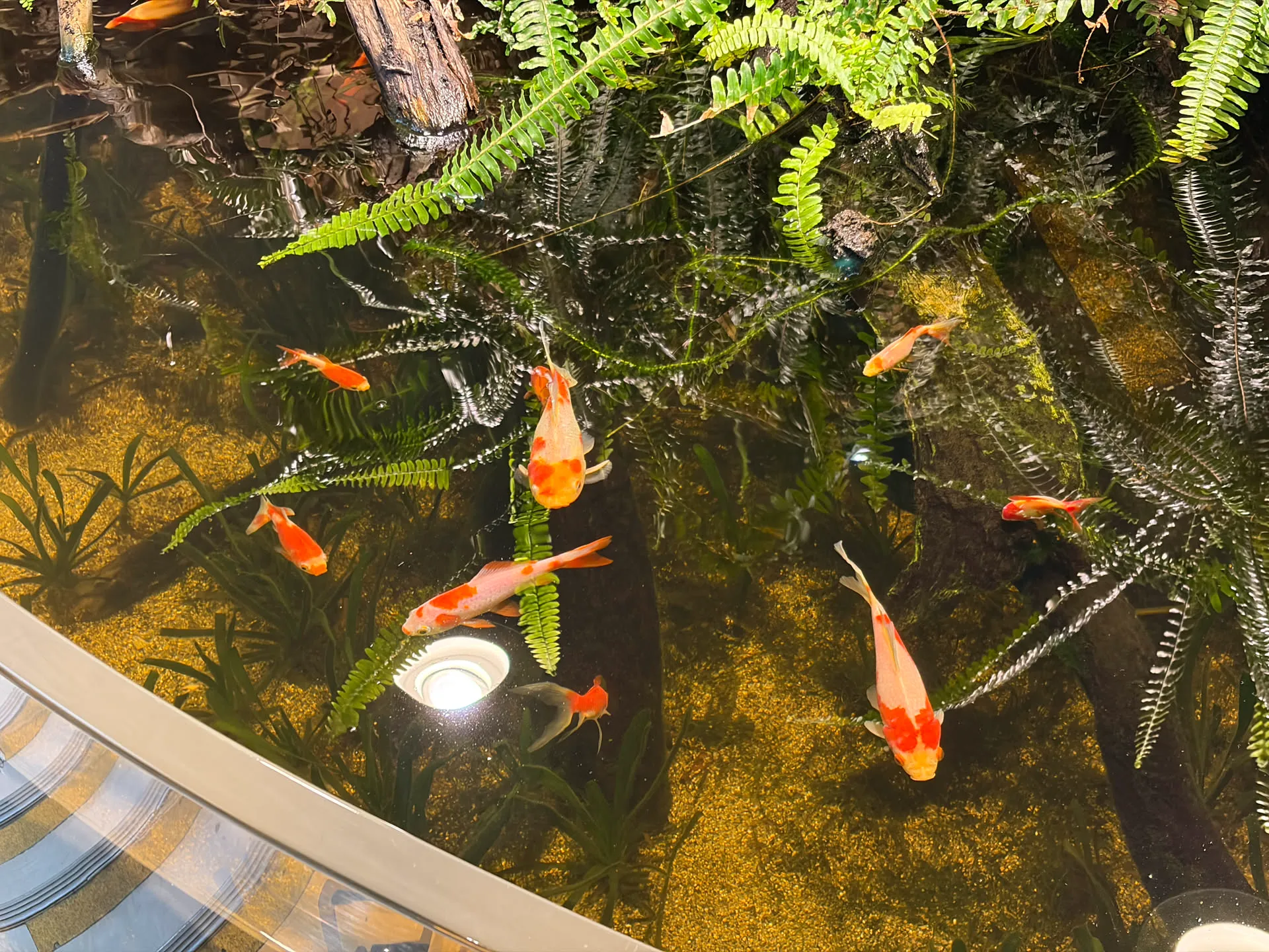aquarium 5