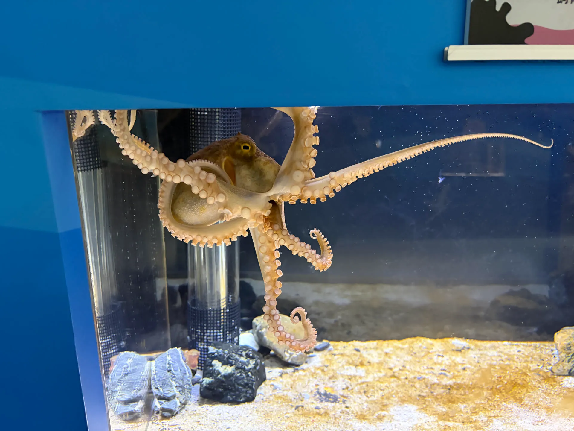 aquarium 6