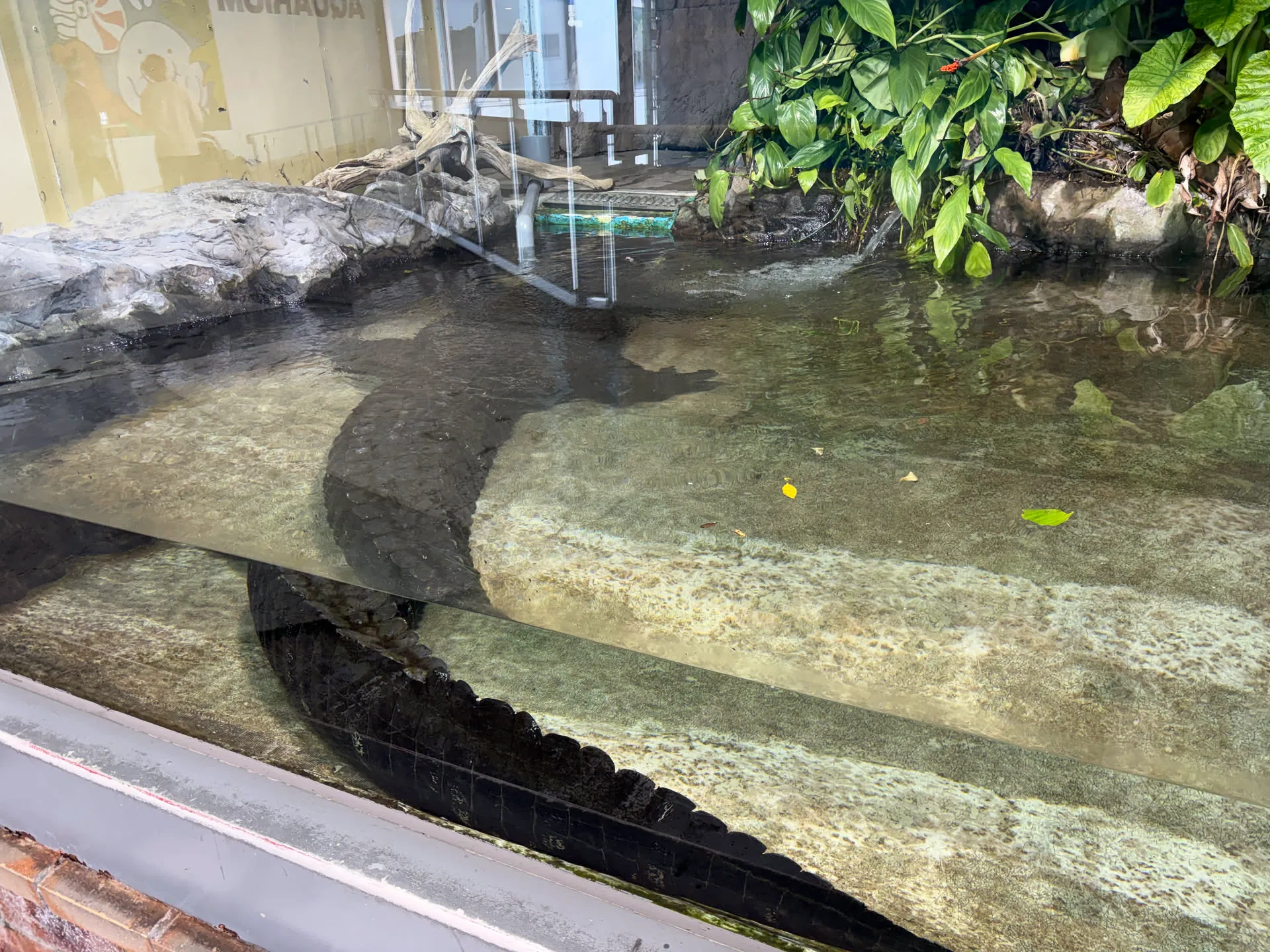 aquarium 7