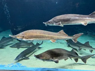 aquarium 8