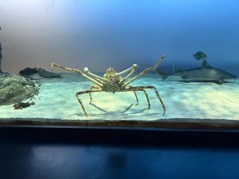 crab