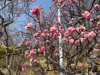 nice flowers
